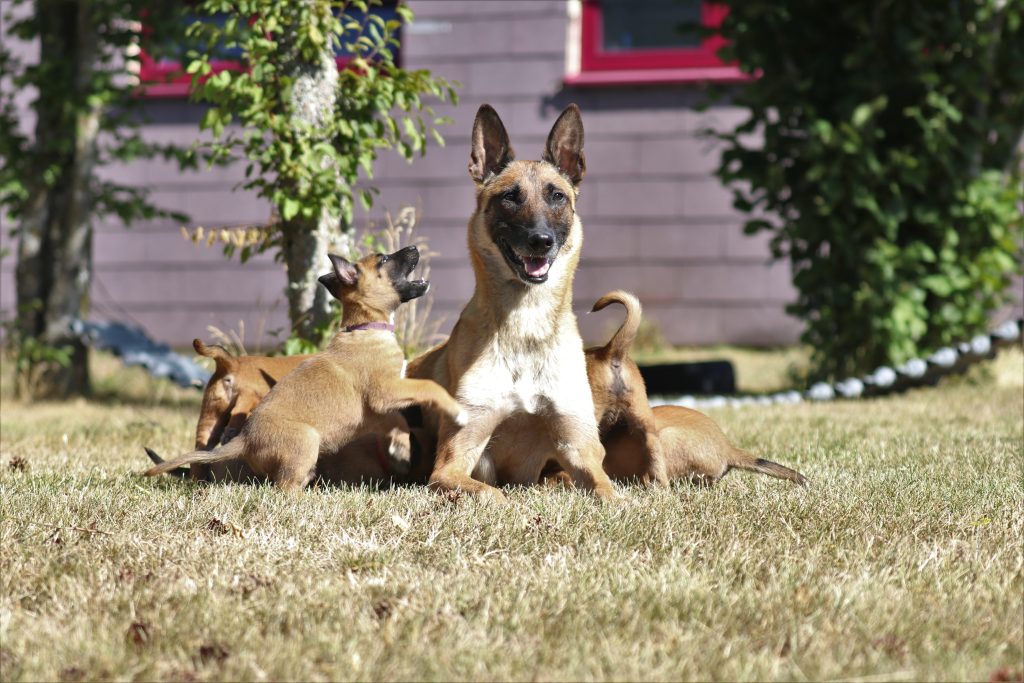 Diensthundezucht: Zuchthündin Bella mit Welpen.