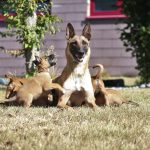 Diensthundezucht: Zuchthündin Bella mit Welpen.