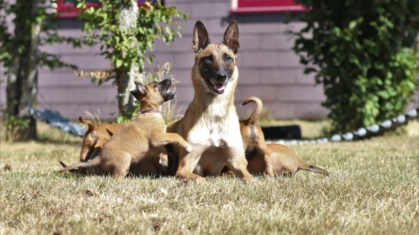 Diensthundezucht: Zuchthündin Bella mit Welpen.