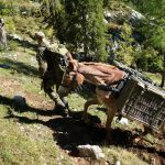 Tragtiere des Einsatz- und Ausbildungszentrums für Tragtierwesen 230 im Einsatz im Hochgebirge