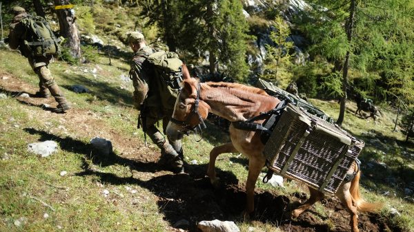 Tragtiere des Einsatz- und Ausbildungszentrums für Tragtierwesen 230 im Einsatz im Hochgebirge