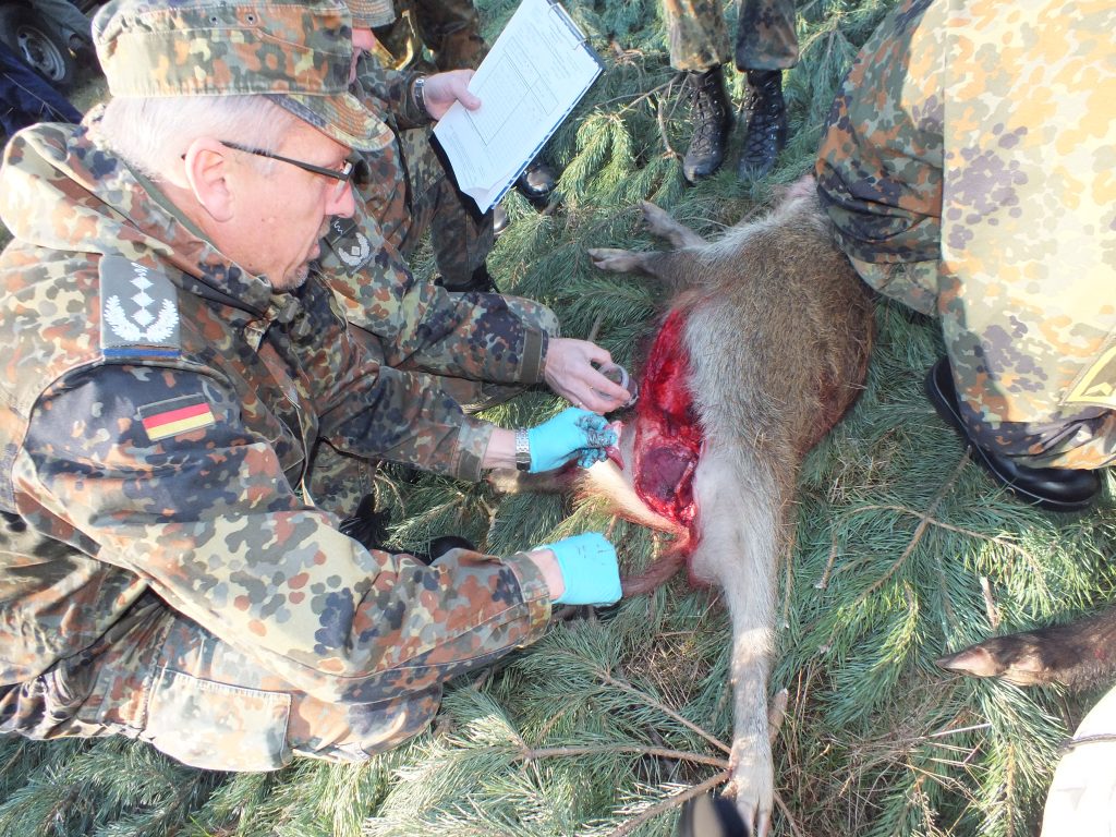 Tierseuchen: Probenahme bei Schwarzwild im Rahmen ASP-Monitoring.