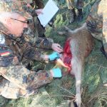 Tierseuchen: Probenahme bei Schwarzwild im Rahmen ASP-Monitoring.