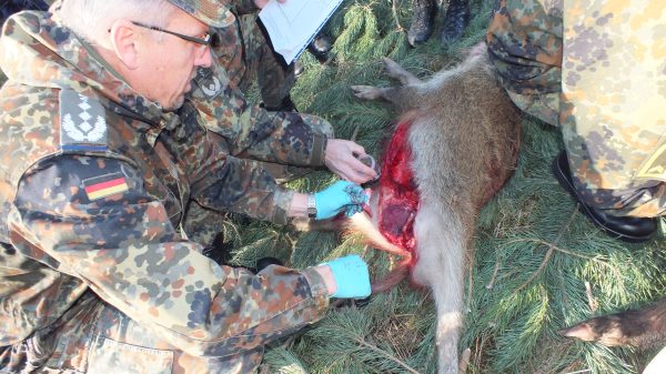 Tierseuchen: Probenahme bei Schwarzwild im Rahmen ASP-Monitoring.
