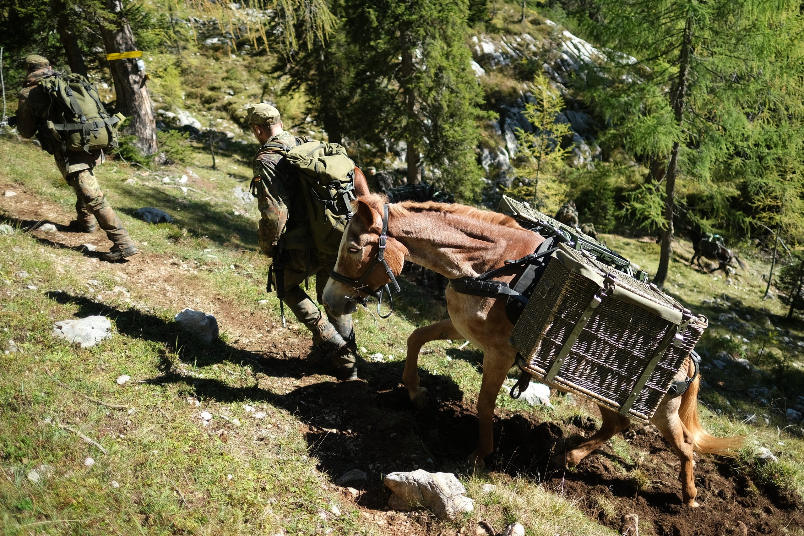 Tragtiere des Einsatz- und Ausbildungszentrums für Tragtierwesen 230 im Einsatz im Hochgebirge