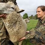 Überwachungsstellen: Untersuchung von Tieren auf Liegenschaften der Bundeswehr.