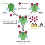 Patch-Clamp-Technologie: Effizientes Substanzscreening Abb. 1: Schematische Darstellung der Aktivierung und Desensibilisierung nikotinischer Acetylcholinrezeptoren. Die Anzahl der desensibilisierten Rezeptoren steigt mit höheren Acetylcholin-Konzentrationen. In Gegenwart von Soman oder Tabun ist eine Reaktivierung mit derzeitigen Therapeutika nicht möglich.