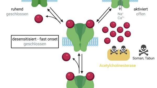 Patch-Clamp-Technologie: Effizientes Substanzscreening Abb. 1: Schematische Darstellung der Aktivierung und Desensibilisierung nikotinischer Acetylcholinrezeptoren. Die Anzahl der desensibilisierten Rezeptoren steigt mit höheren Acetylcholin-Konzentrationen. In Gegenwart von Soman oder Tabun ist eine Reaktivierung mit derzeitigen Therapeutika nicht möglich.