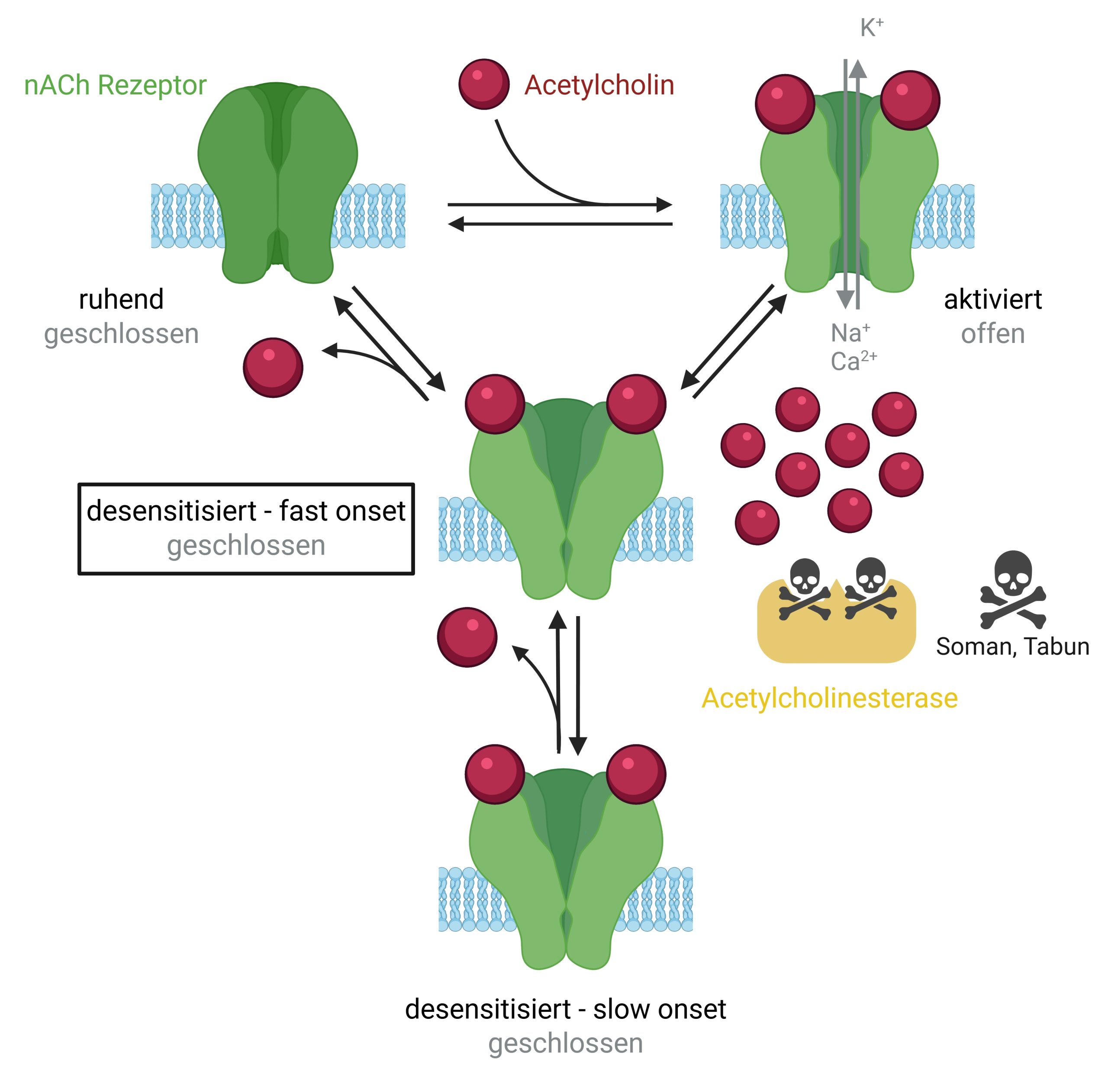 Patch-Clamp-Technologie: Effizientes Substanzscreening Abb. 1: Schematische Darstellung der Aktivierung und Desensibilisierung nikotinischer Acetylcholinrezeptoren. Die Anzahl der desensibilisierten Rezeptoren steigt mit höheren Acetylcholin-Konzentrationen. In Gegenwart von Soman oder Tabun ist eine Reaktivierung mit derzeitigen Therapeutika nicht möglich.