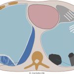 Abb. 1: Synopsis möglicher Fragestellungen in der Thoraxsonografie