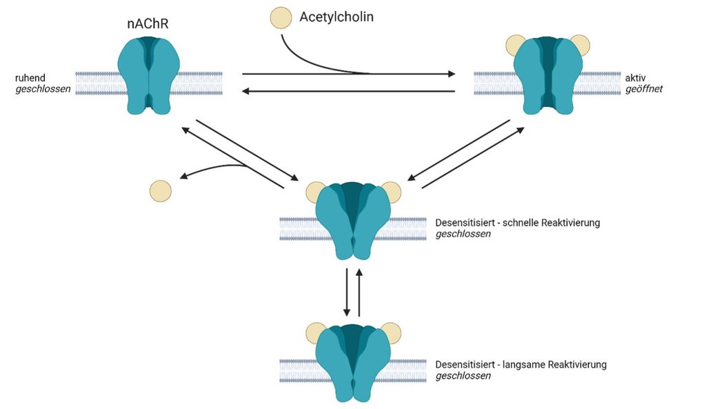 Methyltransferase-Inhibitoren – mögliche Schlüsselstruktur für die Entwicklung neuer Behandlungsmöglichkeiten bei Nervenkampfstoffvergiftungen? Öffnungszustände des nikotinischen Acetylcholinrezeptors in Abhängigkeit von dessen Liganden. In Anwesenheit des Liganden Acetylcholin (ACh) kommt es zum Öffnen des geschlossenen Rezeptors. Infolge der extensiven Bindung von ACh wird der desensibilisierte Zustand stabilisiert. Der Übersicht halber sind die Intermediärzustände nicht abgebildet. (