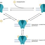 Methyltransferase-Inhibitoren – mögliche Schlüsselstruktur für die Entwicklung neuer Behandlungsmöglichkeiten bei Nervenkampfstoffvergiftungen? Öffnungszustände des nikotinischen Acetylcholinrezeptors in Abhängigkeit von dessen Liganden. In Anwesenheit des Liganden Acetylcholin (ACh) kommt es zum Öffnen des geschlossenen Rezeptors. Infolge der extensiven Bindung von ACh wird der desensibilisierte Zustand stabilisiert. Der Übersicht halber sind die Intermediärzustände nicht abgebildet. (