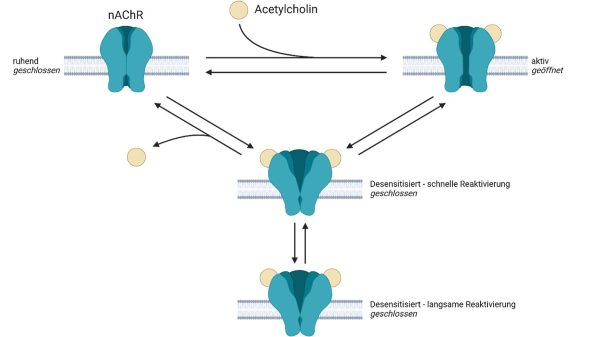 Methyltransferase-Inhibitoren – mögliche Schlüsselstruktur für die Entwicklung neuer Behandlungsmöglichkeiten bei Nervenkampfstoffvergiftungen? Öffnungszustände des nikotinischen Acetylcholinrezeptors in Abhängigkeit von dessen Liganden. In Anwesenheit des Liganden Acetylcholin (ACh) kommt es zum Öffnen des geschlossenen Rezeptors. Infolge der extensiven Bindung von ACh wird der desensibilisierte Zustand stabilisiert. Der Übersicht halber sind die Intermediärzustände nicht abgebildet. (