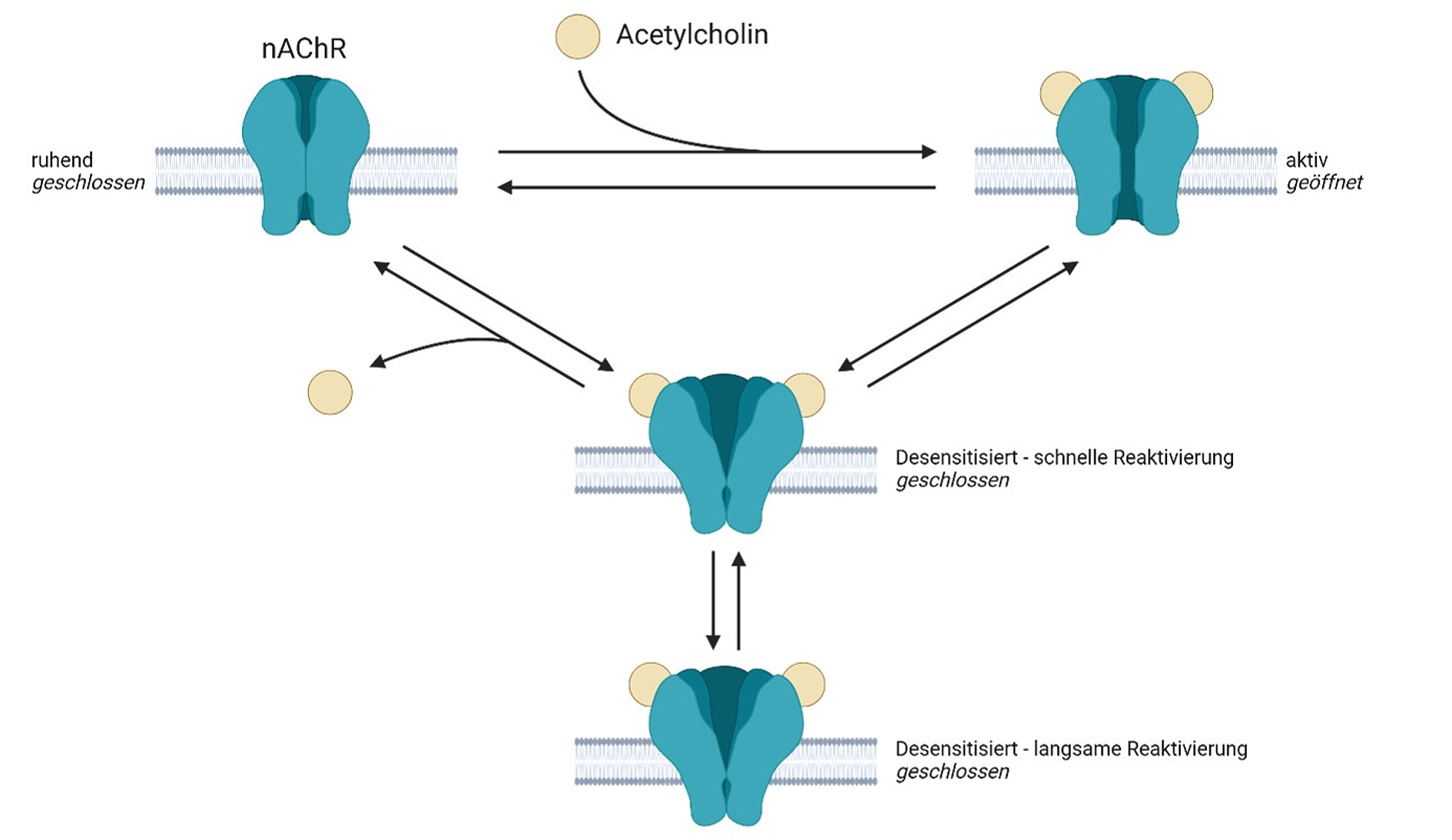 Methyltransferase-Inhibitoren – mögliche Schlüsselstruktur für die Entwicklung neuer Behandlungsmöglichkeiten bei Nervenkampfstoffvergiftungen? Öffnungszustände des nikotinischen Acetylcholinrezeptors in Abhängigkeit von dessen Liganden. In Anwesenheit des Liganden Acetylcholin (ACh) kommt es zum Öffnen des geschlossenen Rezeptors. Infolge der extensiven Bindung von ACh wird der desensibilisierte Zustand stabilisiert. Der Übersicht halber sind die Intermediärzustände nicht abgebildet. (