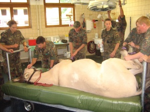 Abb. 4: Beginn der Narkoseaufrechterhaltung und Lagerung in Seitenlage vor der chirurgischen Versorgung. Klinische Überwachung der Narkose.